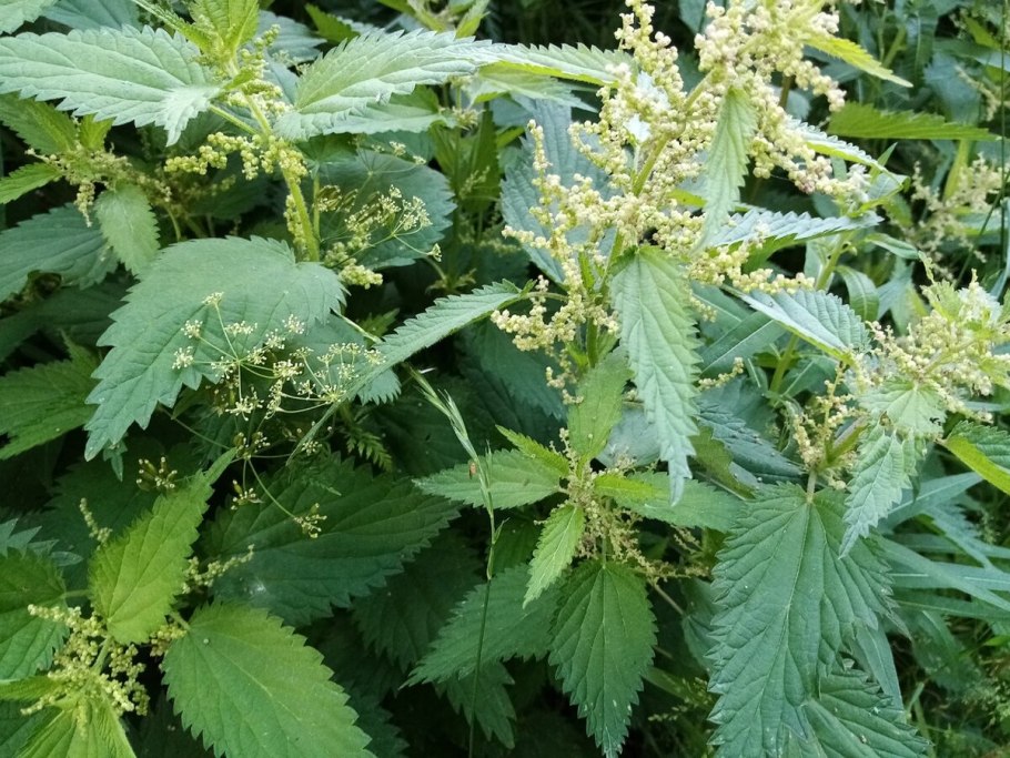 Крапива макро