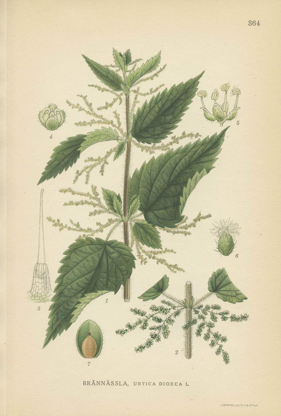 Крапива двудомная (Urtica dioica)