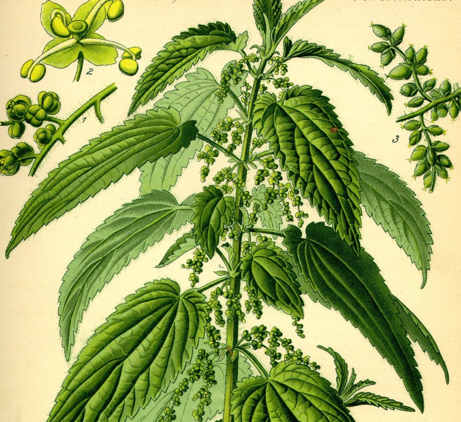 Крапива двудомная корень