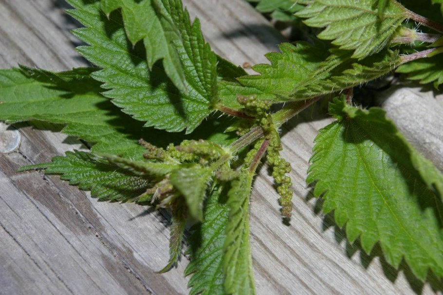 Крапива картинка для детей