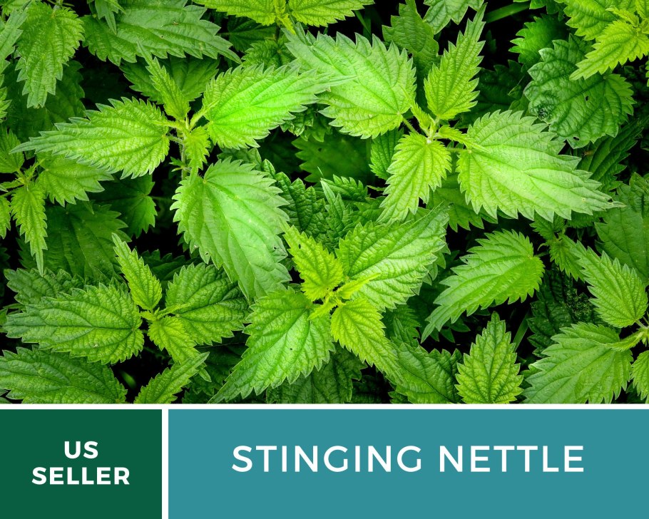 Крапива двудомная Фармакогнозия