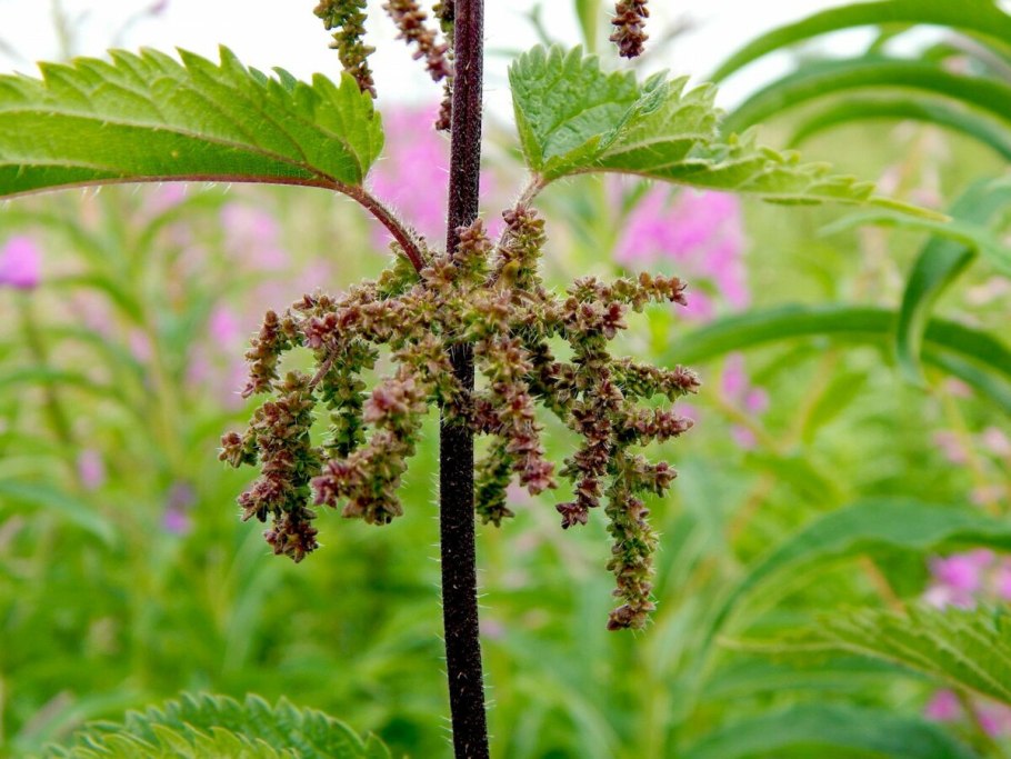 Крапивное заговенье