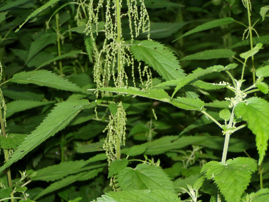 Крапива шипы