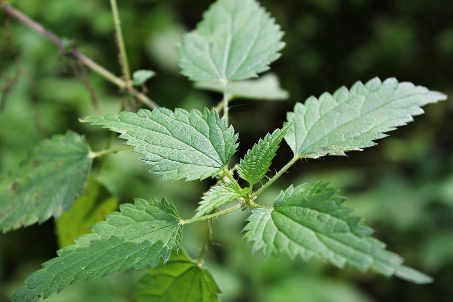 Мята двудомная