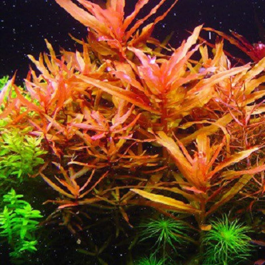 Аммания Сенегальская (Ammannia senegalensis)