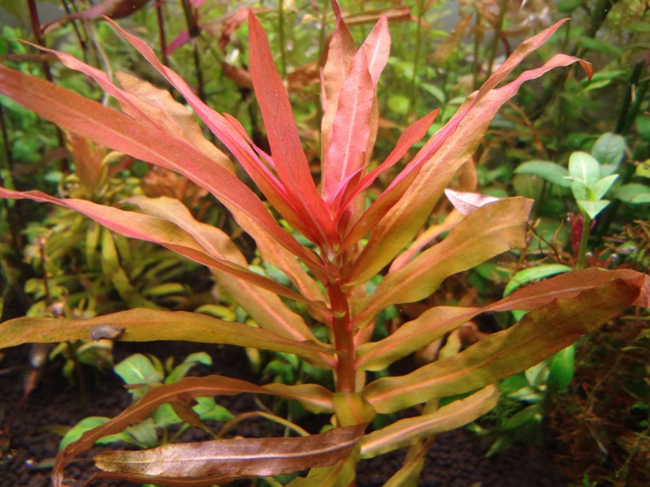 Аммания Грацилис (Ammannia gracilis)