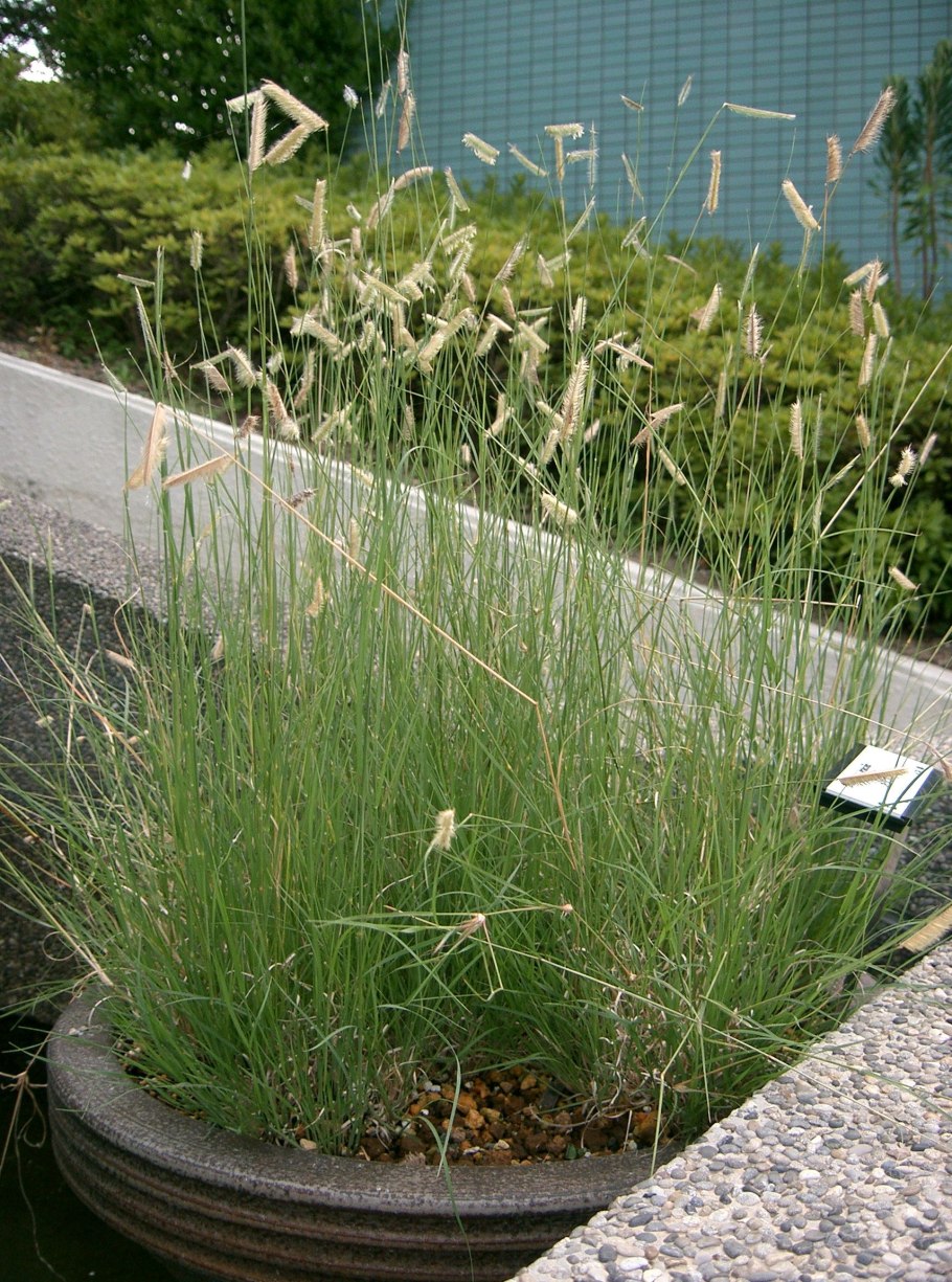 Сансевиерии Грацилис