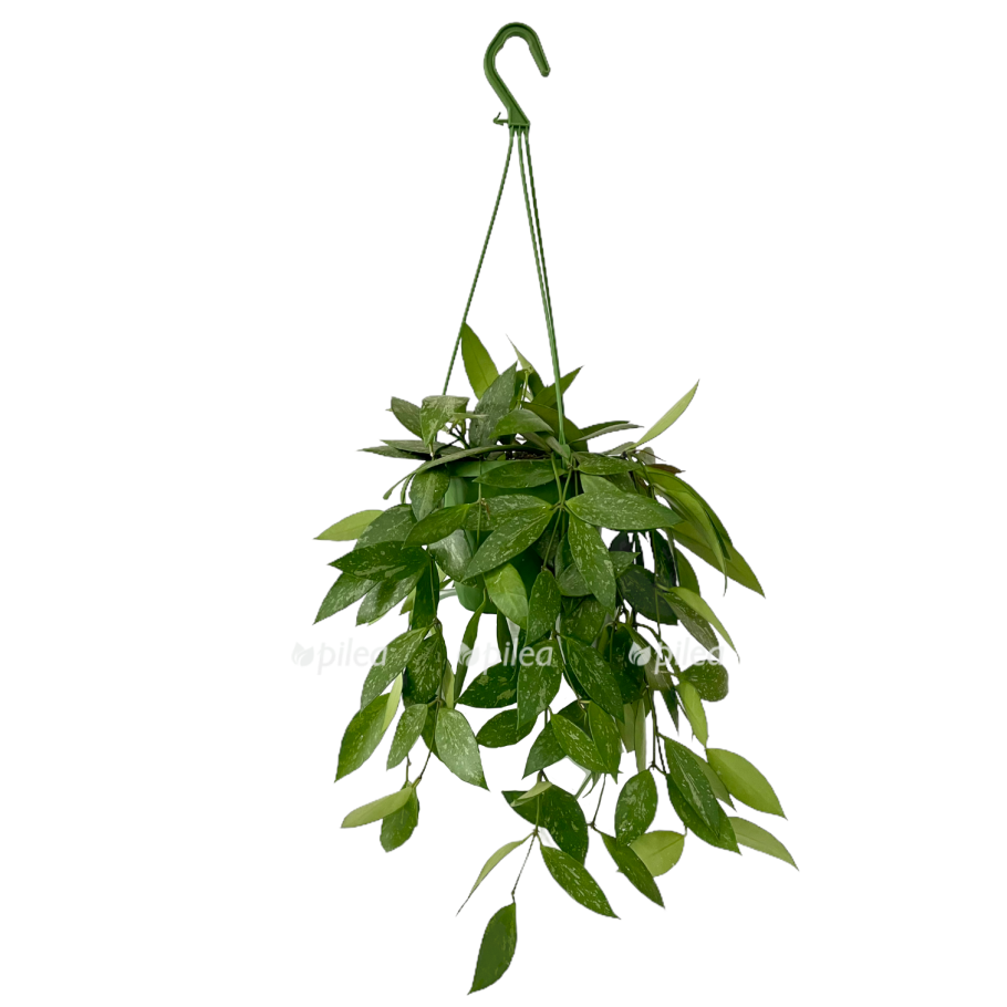 Тамарикс мирикария кустарник