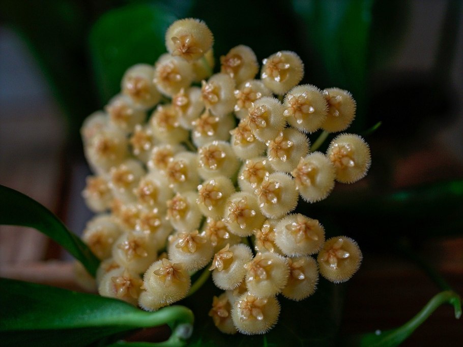 Кодонанта // Codonanthe