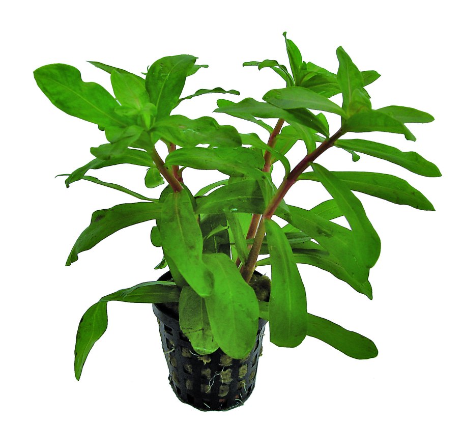 Бутелуа изящная (Bouteloua gracilis)