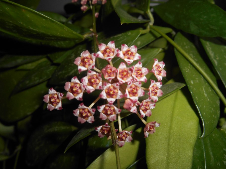 Сенегал аквариумное растение