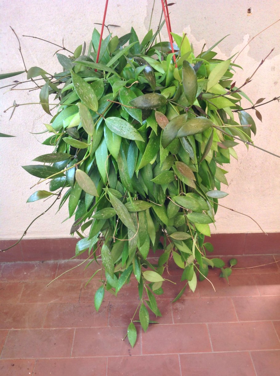 Лиана Хойя Грацилис