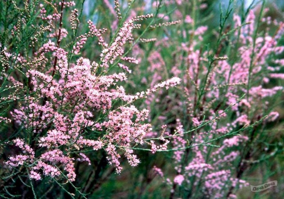 Ива пурпурная (Salix purpurea &#96;Маяк&#96;)