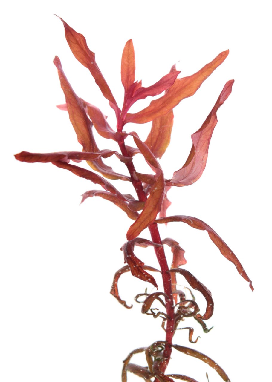 Бутелуа изящная (Bouteloua gracilis)