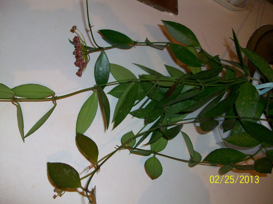 Сансевиерия Грацилис