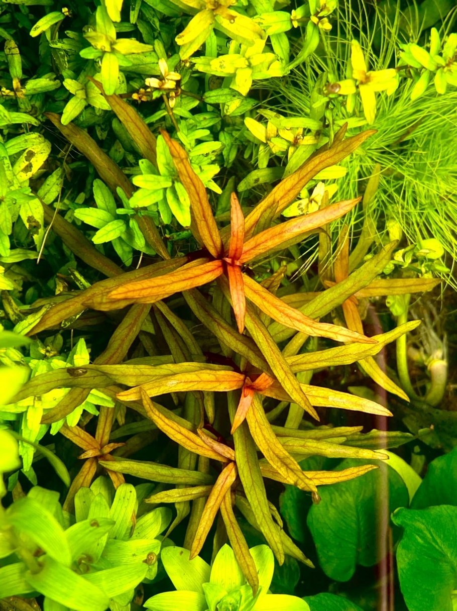 Аммания Грацилис (Ammannia gracilis)