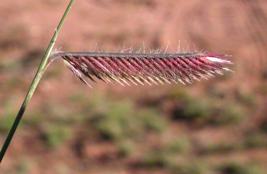 Вереск Эрика Грацилис