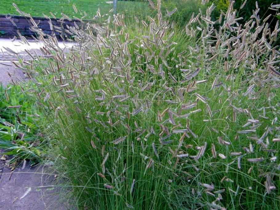 Хойя Грацилис