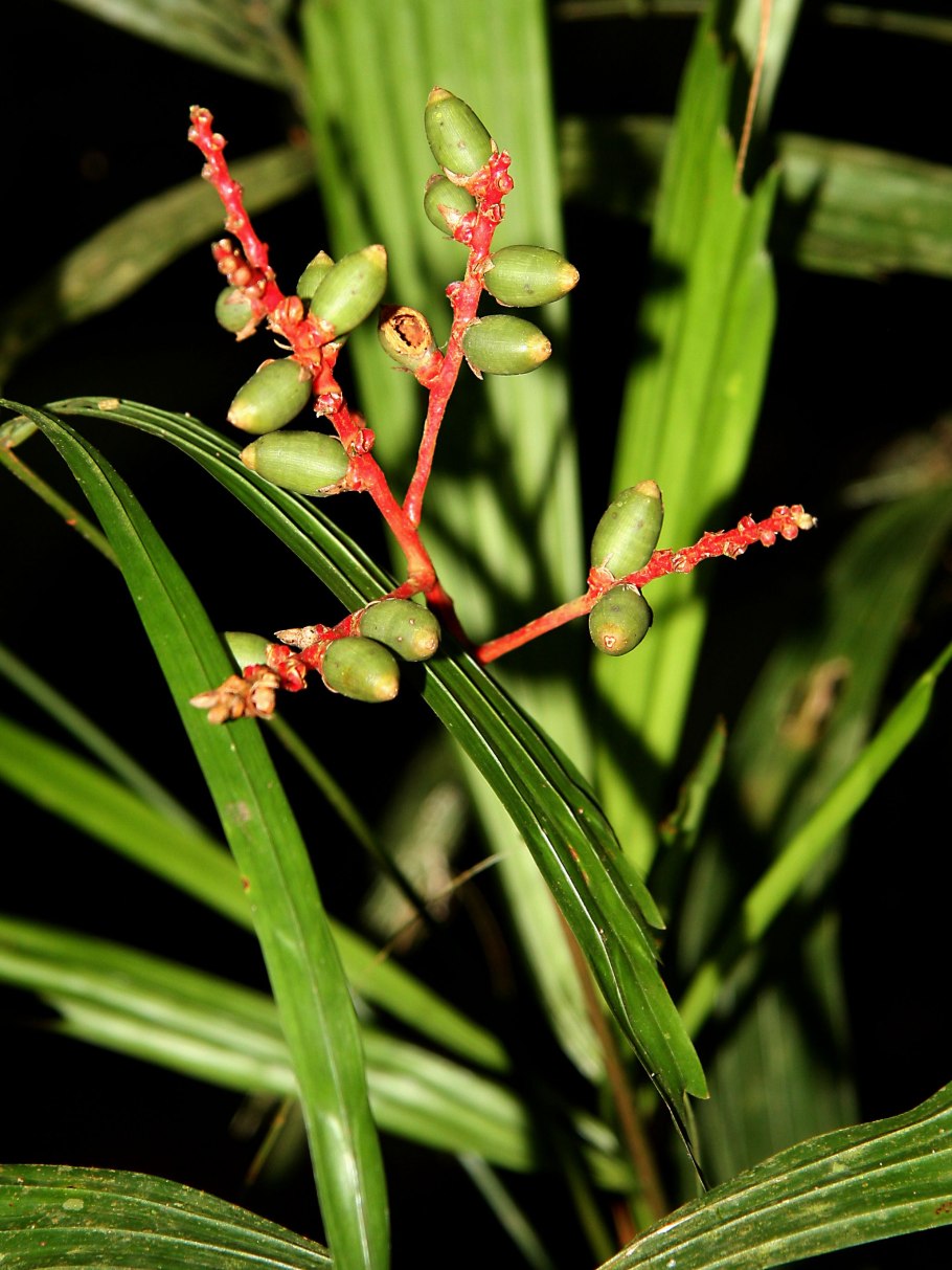 Аммания бонcaй