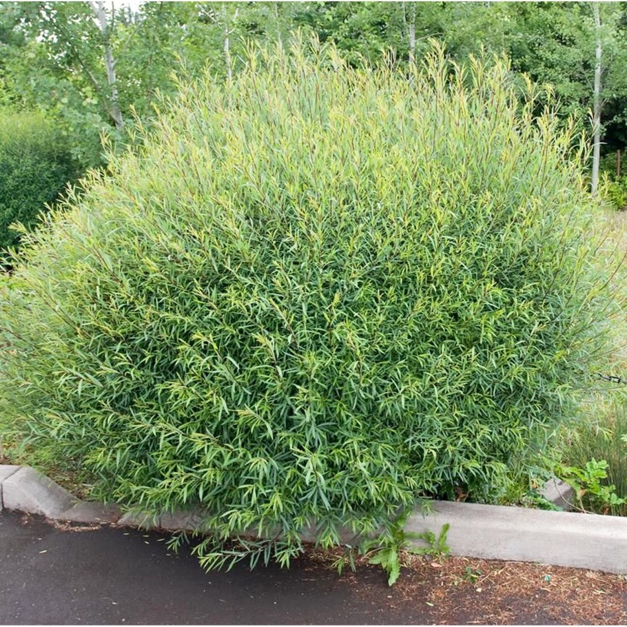 Дейция изящная (Deutzia gracilis) Никко