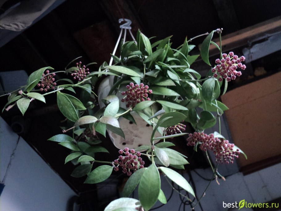 Злак Бутелуа