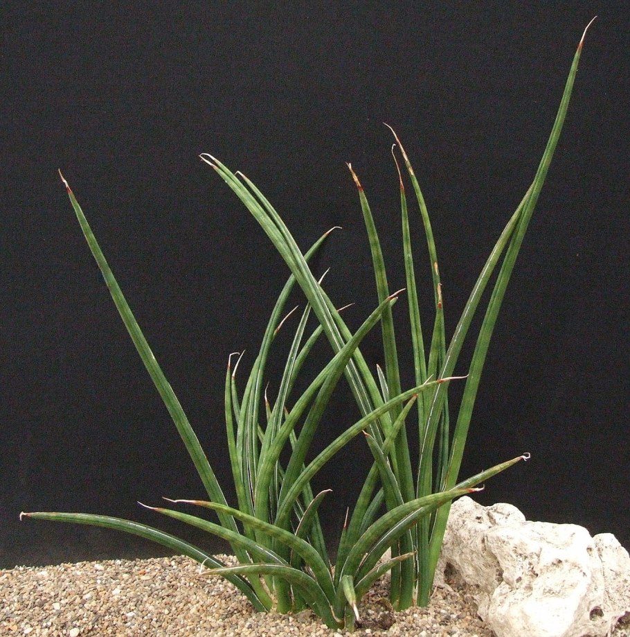 Аммания мультифлора