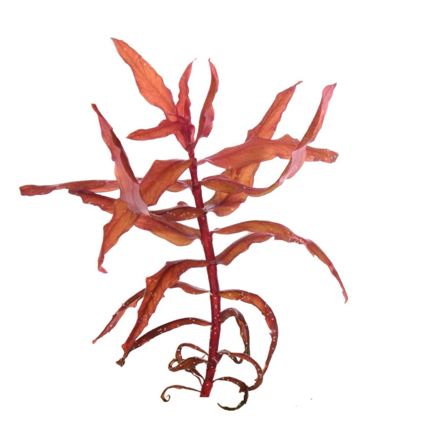 Кладония gracilis