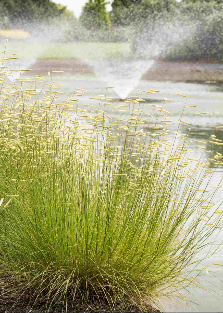 Аммания бонсай (Ammania SP.«Bonsai»)