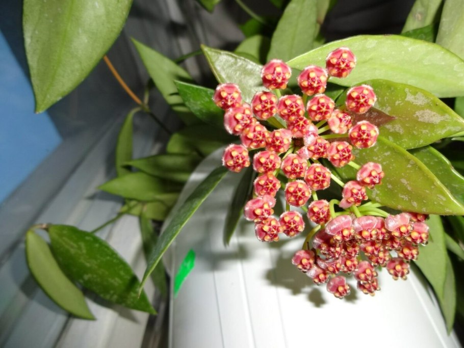 Хойя чингуэнсис