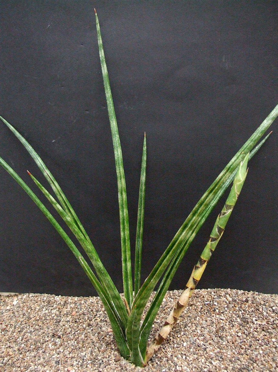 Аммания сененгаленсис (связка на свинце)