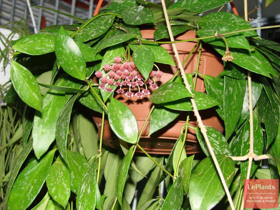 Голубая грама Bouteloua gracilis