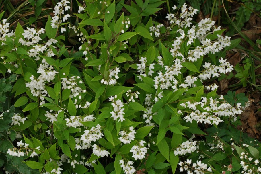 Аммания Грацилис