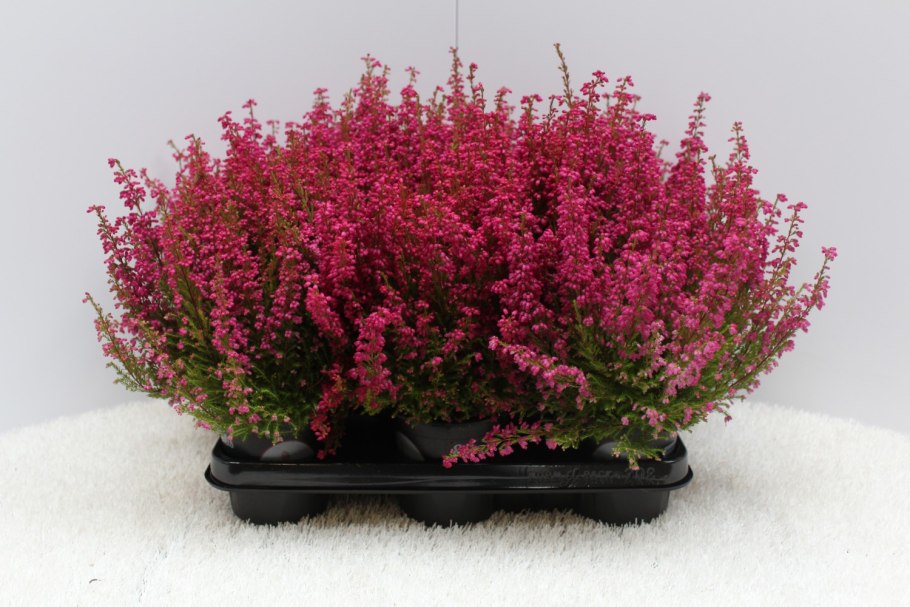 Грацилис Ребекка