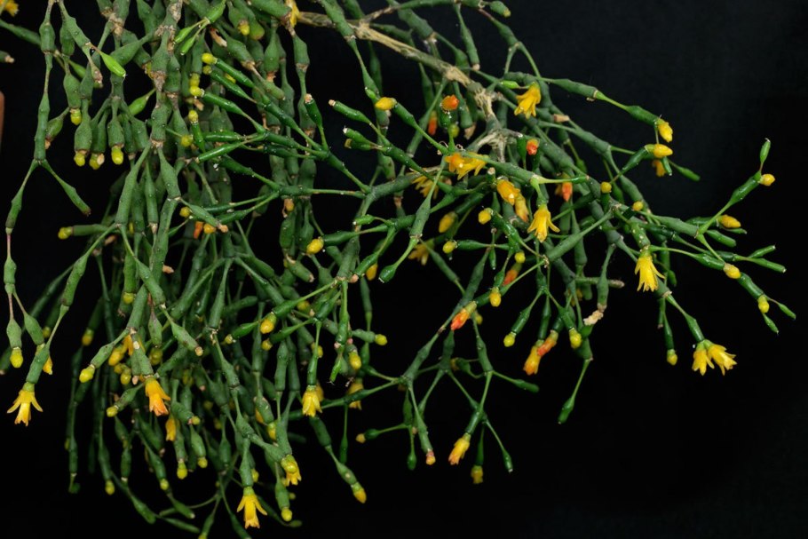 Хойя Грацилис (gracilis)