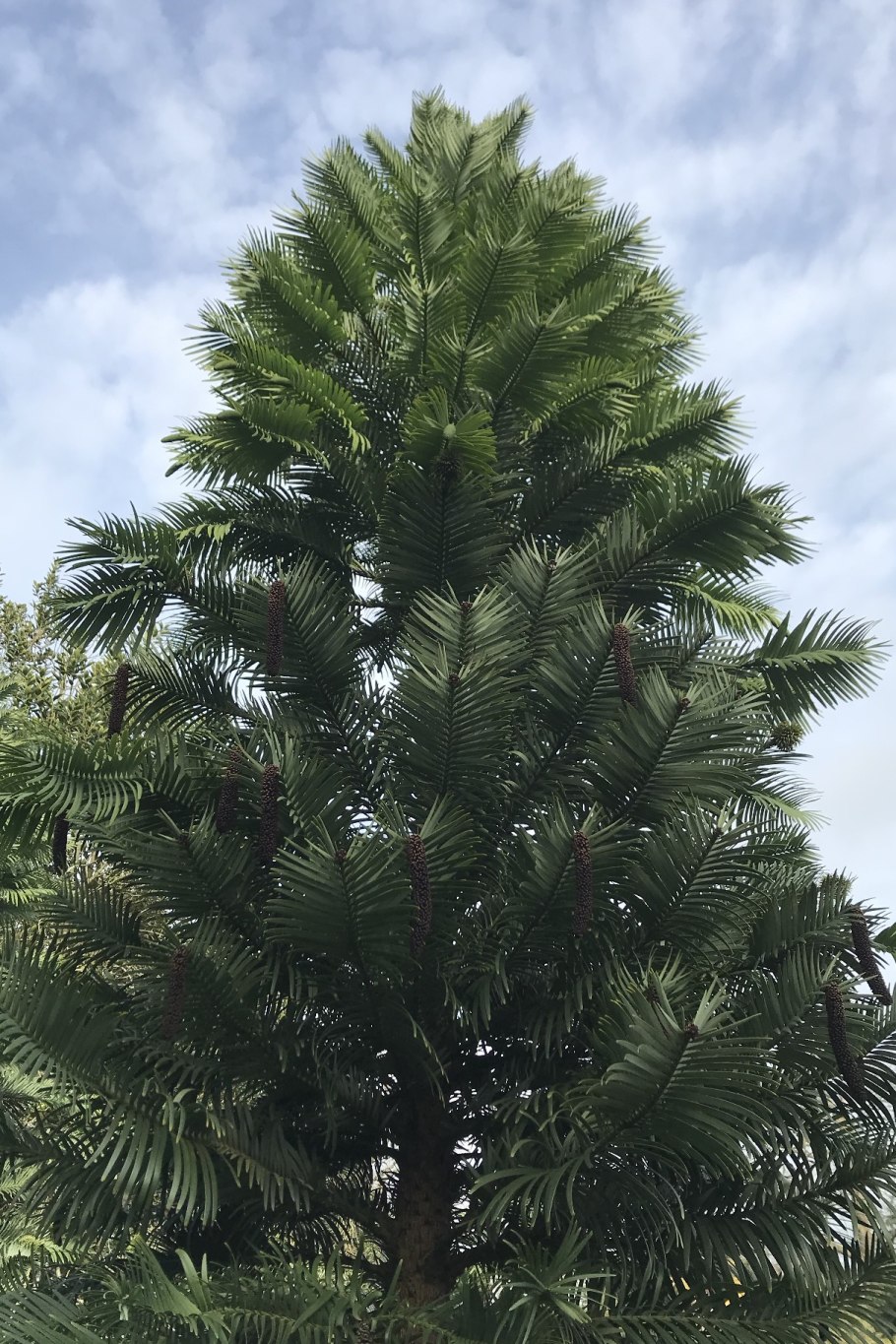 Сосна Воллемия в Австралии