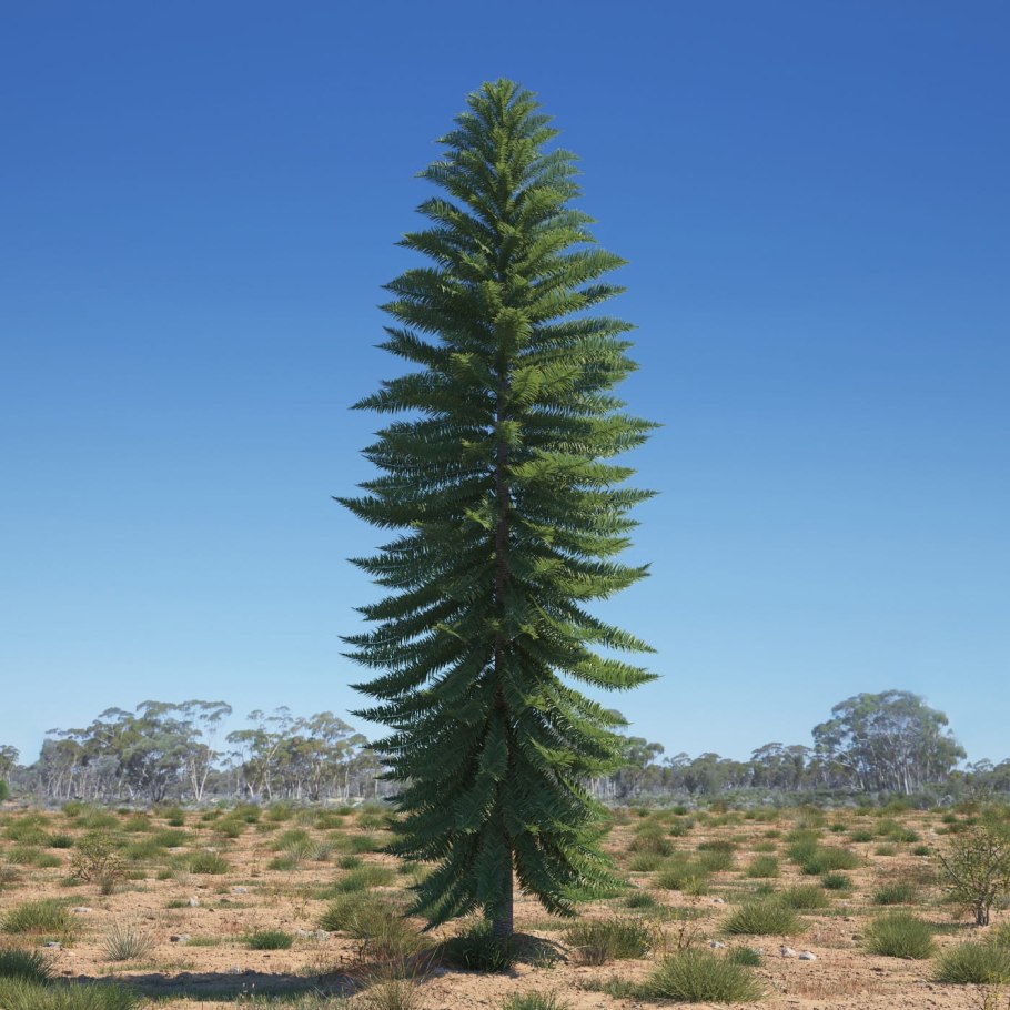 Воллемия дерево