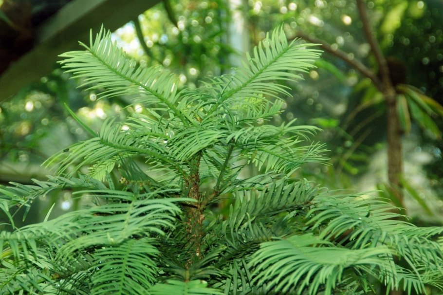 Wollemia Nobilis