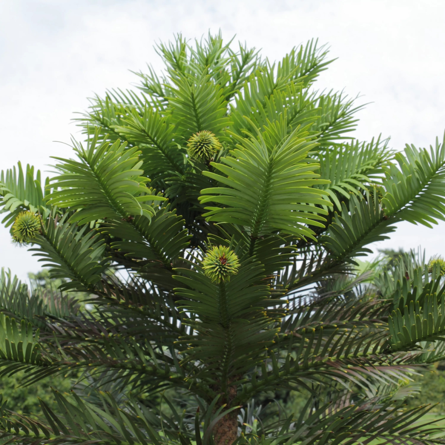 Воллемия благородная