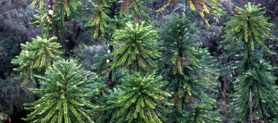 Воллемия дерево