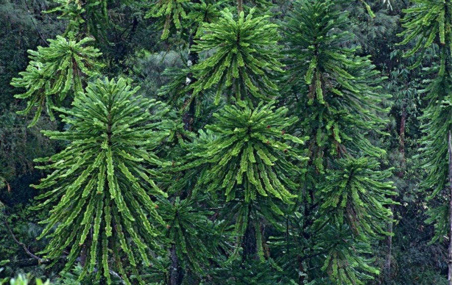 Воллемия дерево