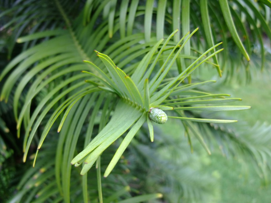 Дерево Воллемия благородная