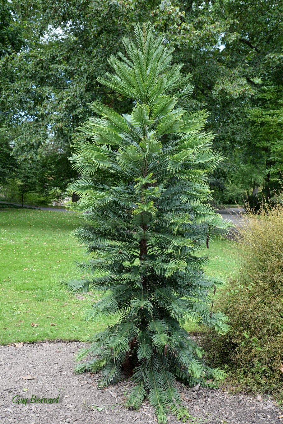 Воллемия благородная