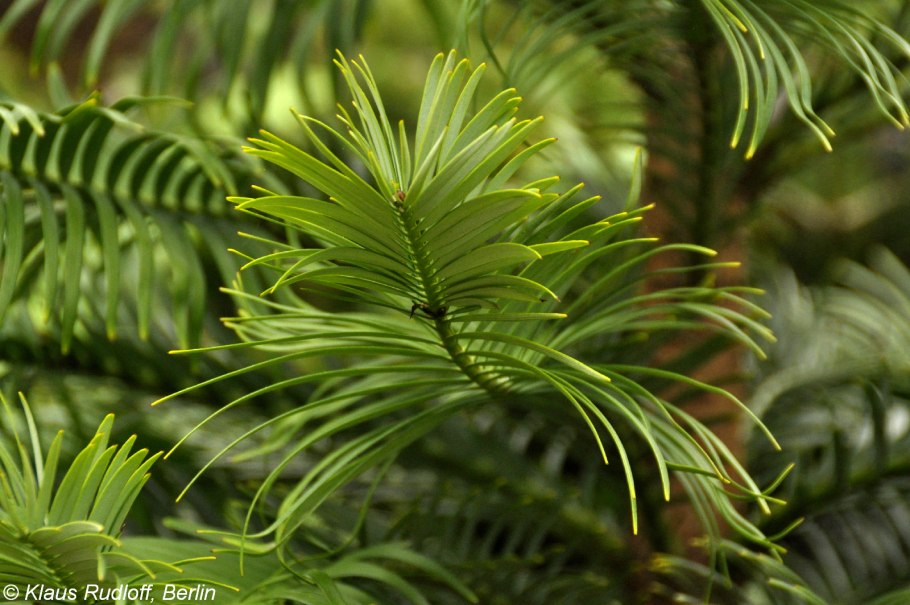 Воллемия в Китае