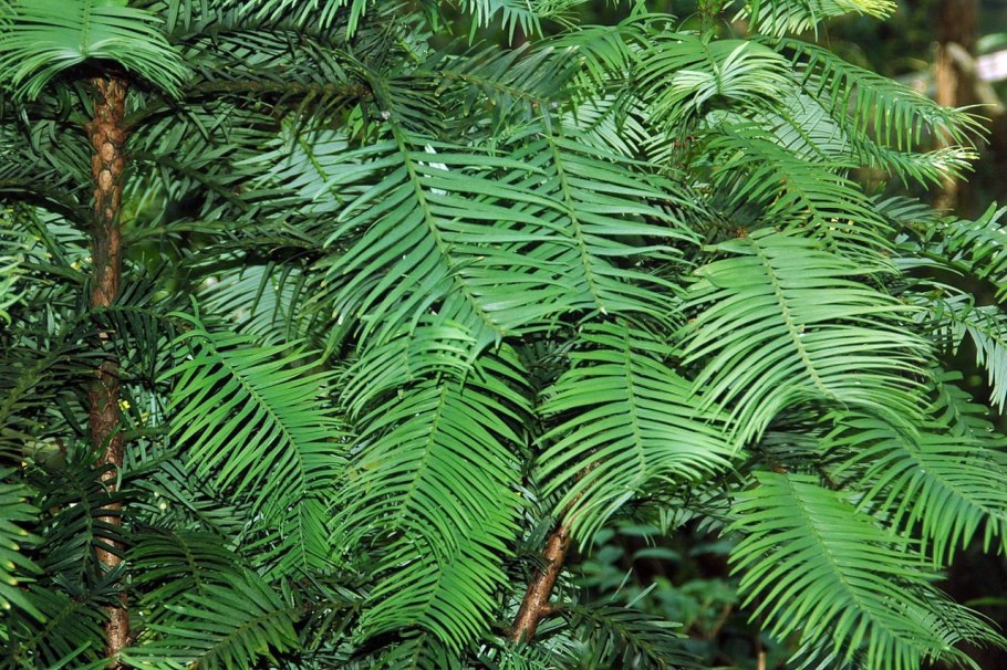 Воллемия дерево