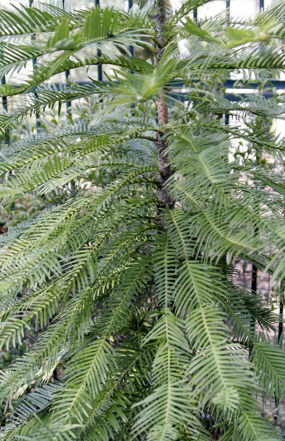 Wollemia Nobilis