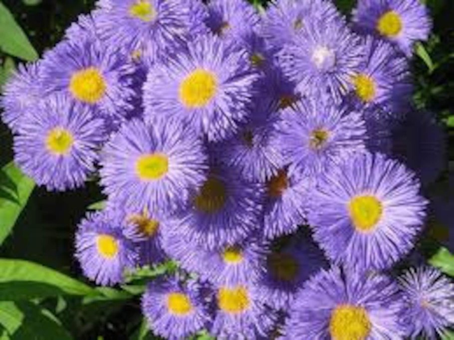 Астра итальянская (Aster amellus)