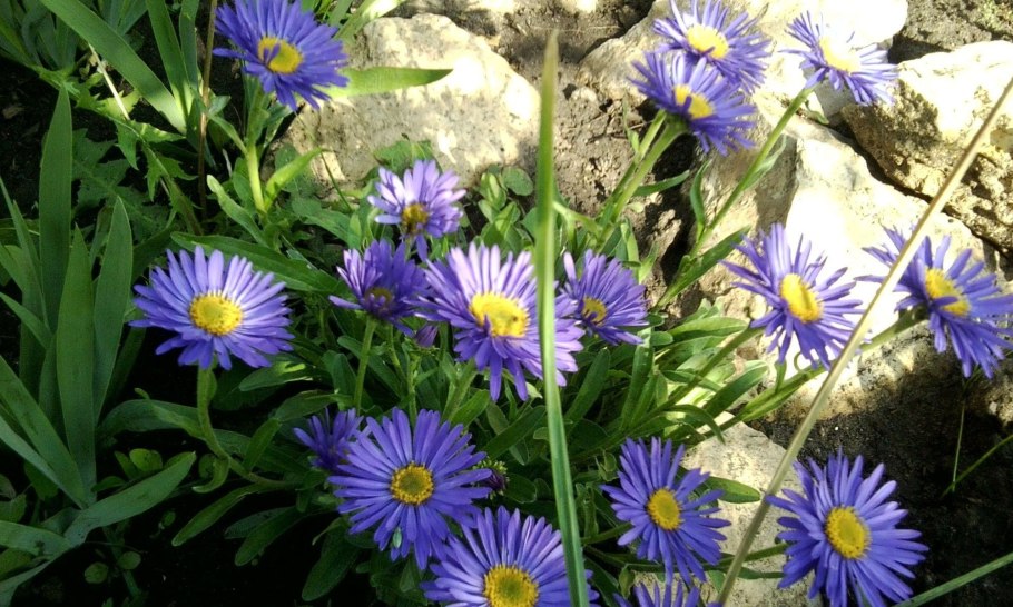 Астра Альпийская Блуе