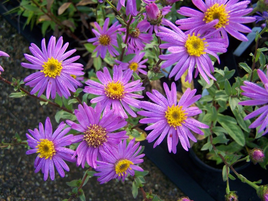 Астра многолетняя Рудольф Гете фото