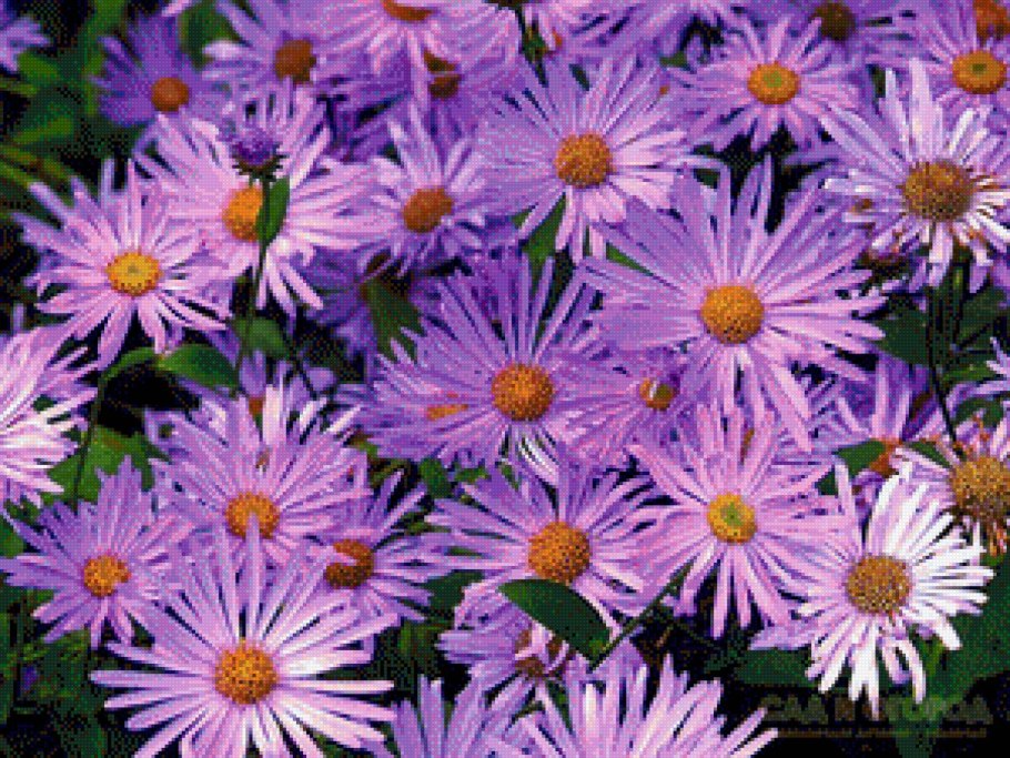 Астра многолетняя низкорослая Альпийская