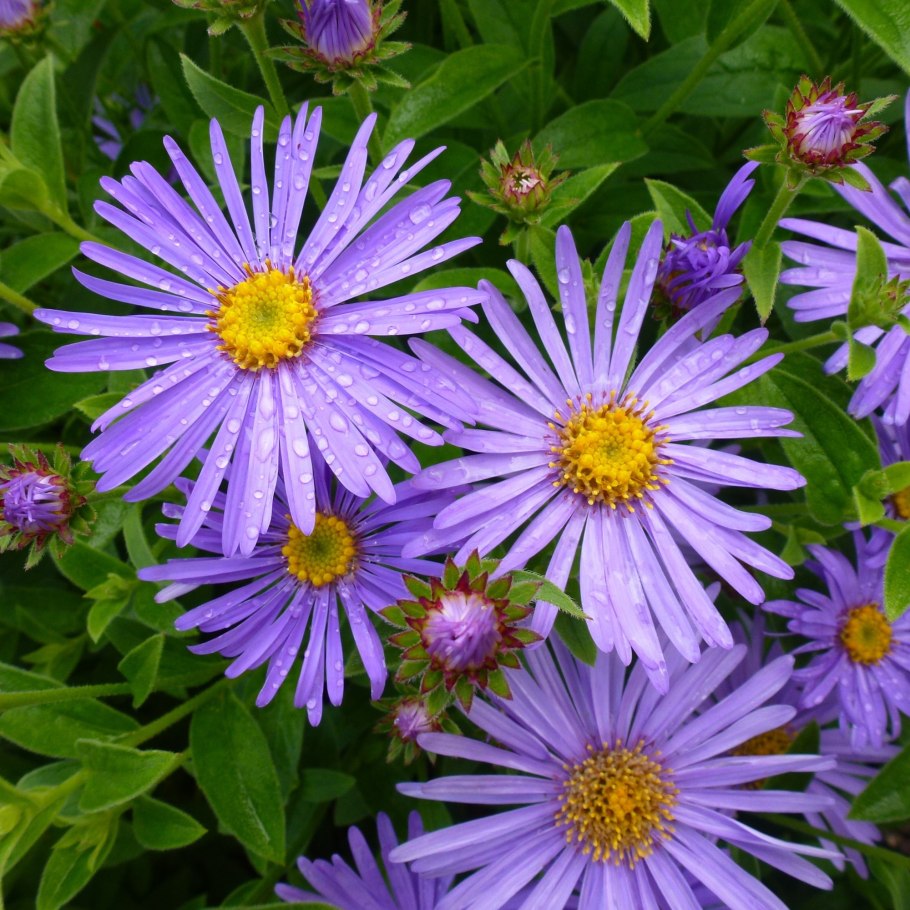 Астра Альпийская (Aster Alpinus) ‘Glory’